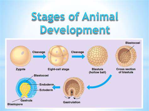 DevelopingAnimalFeaturesandDetails