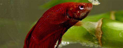 Tips for Fly Fishing