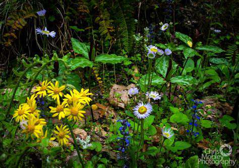Top 10 Hiking Trails in [Region/Country]