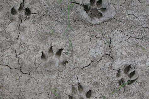 KeyDifferencesBetweenAnimalTracks