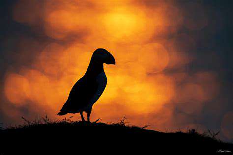 Guide to Bird Photography